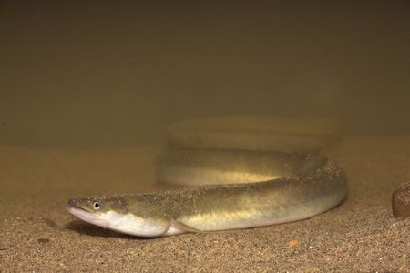 A European eel (not the world's oldest, however). 