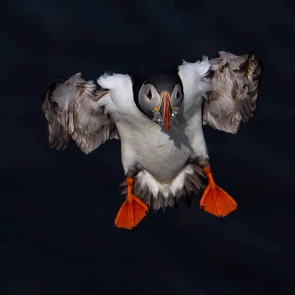 Fish for the offspring thumbnail