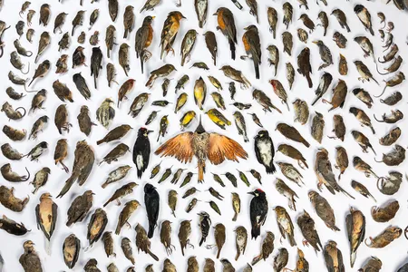 Photographer Jak Wonderly’s photo, titled “Caught by Cats,” visualizes the deadly effect cats can wreak on their natural surroundings. 