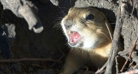 ground squirrels