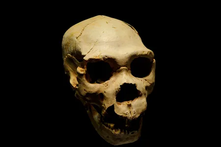 Homo heidelbergensis, a species whose skull is pictured here, likely lived in regions that overlapped with Neanderthals in Europe and Homo sapiens in Africa&mdash;according to climate modeling results released this week.