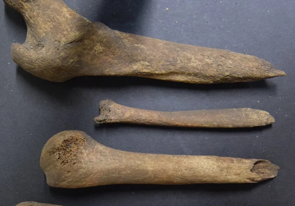 Four bones resting on a surface