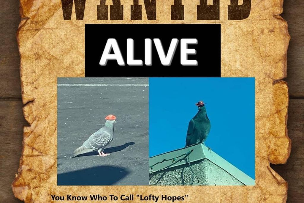 Pigeon Wanted Poster