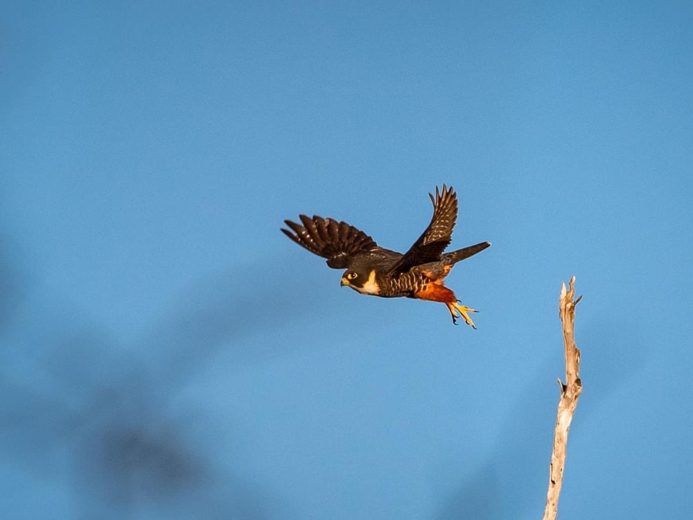 A bat falcon flies against a blue sky