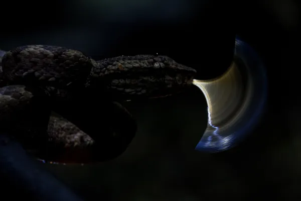 The Arc of the Serpent's Senses thumbnail