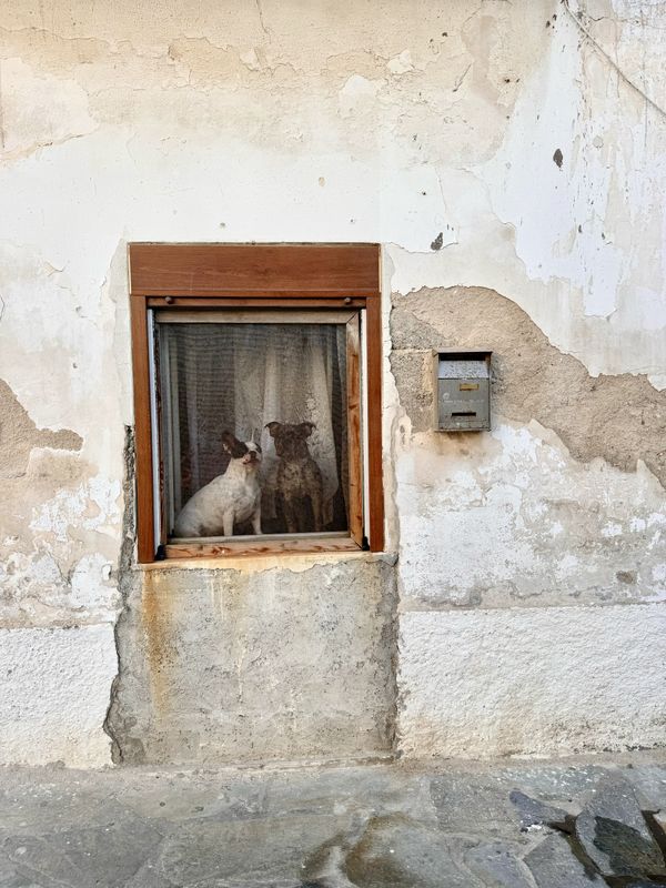 Dogs in Window thumbnail