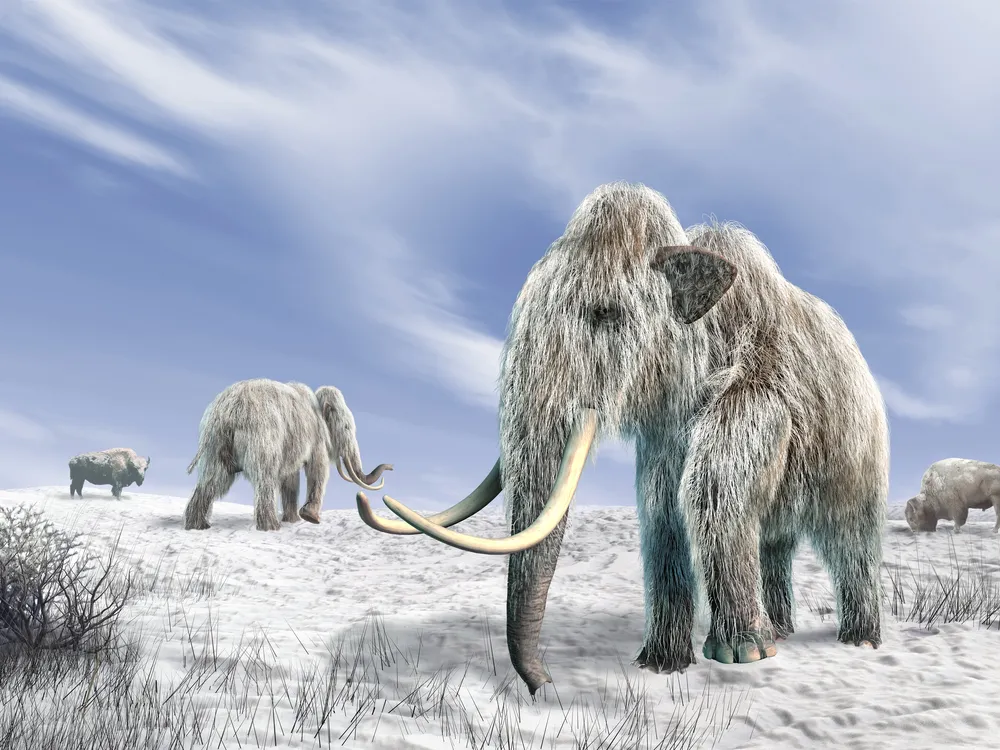 Illustration of a herd of snow-covered woolly mammoths with large tusks on a frozen landscape