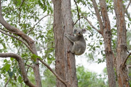 Koala conservation is a complex balancing act in Australia. In some regions, populations are in steep decline, but in others, the animals are overabundant.