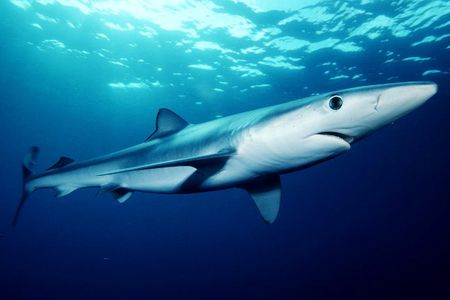 A blue shark