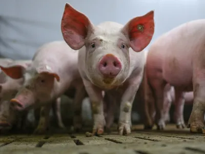 Gene editing has produced a healthy &quot;founder population&quot; of pigs that are immune to a deadly virus called porcine reproductive and respiratory syndrome, according to a new study.