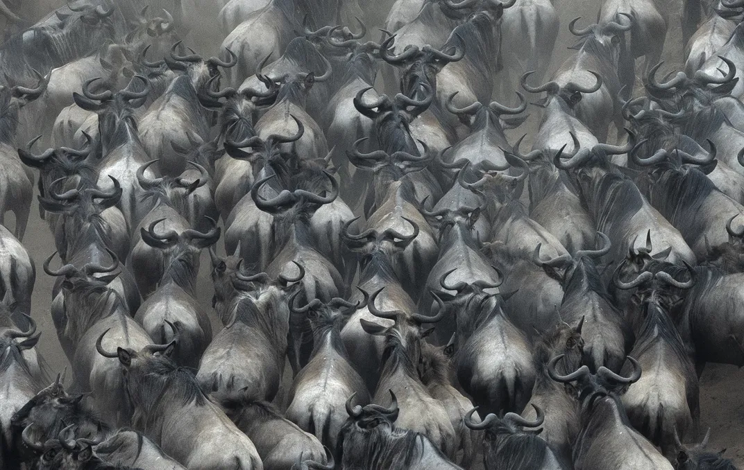 wildebeest