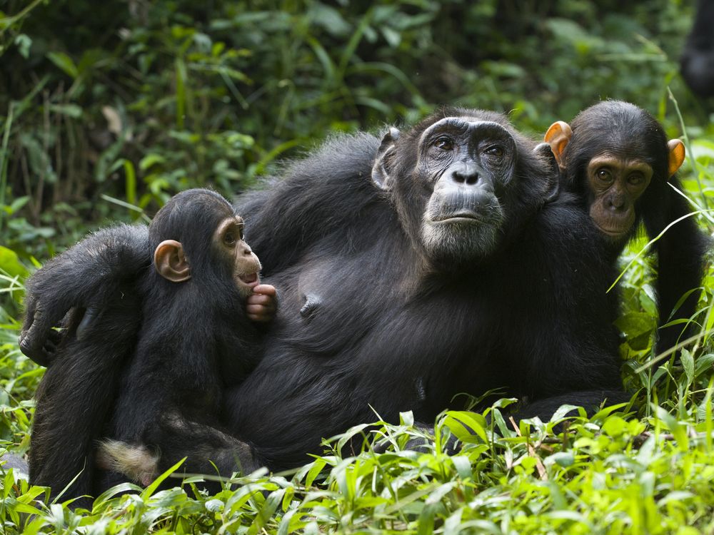 Chimp mom and babies