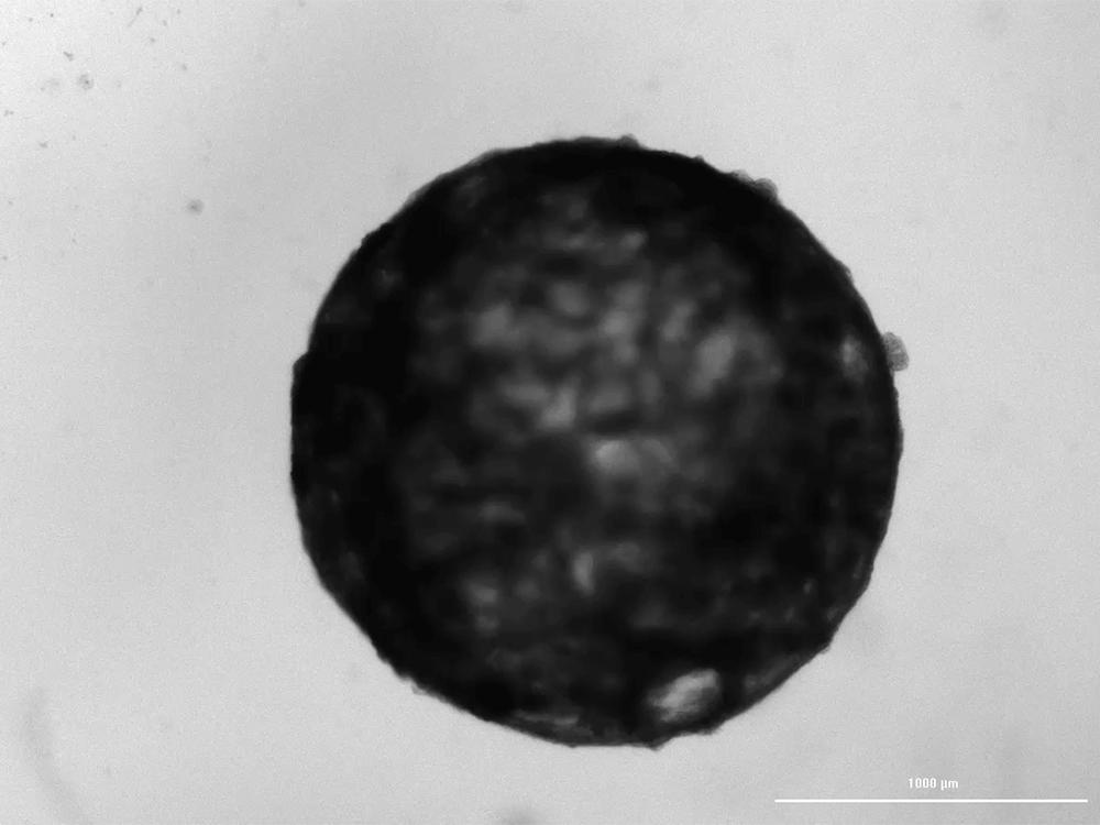 This Lab-Grown Mini Heart Can Keep a Beat