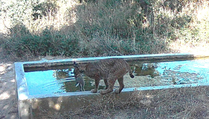 Camera Traps Reveal Iberian Lynxes Soaking Their Prey, a First-Ever Discovery Among Carnivores