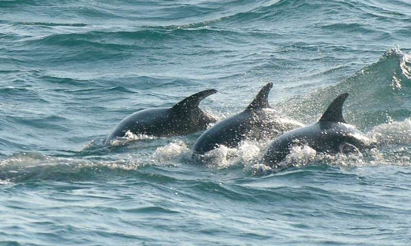 dolphin turf