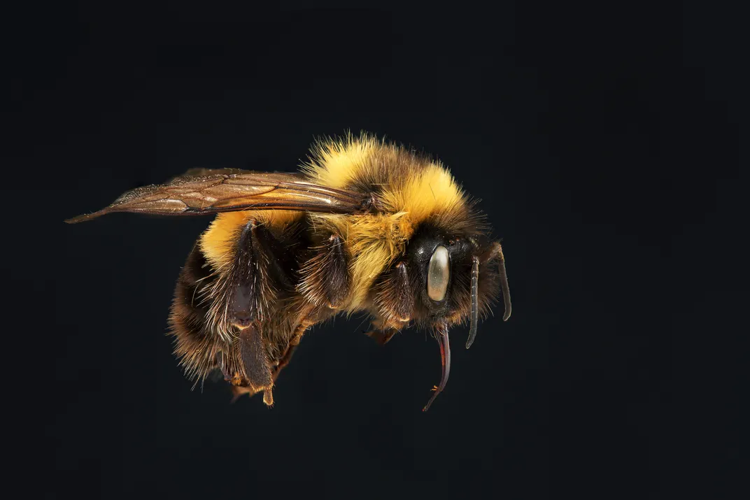 A rusty patched bumblebee, one of two bumblebees on the federal list of endangered species. The exact cause of the bee’s decline is not known.