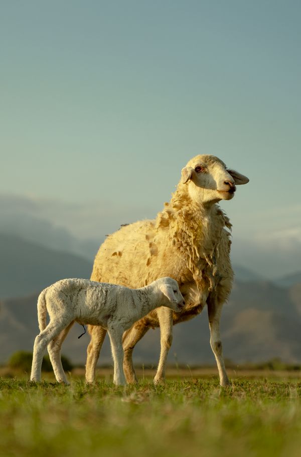 mother sheep and lamb thumbnail
