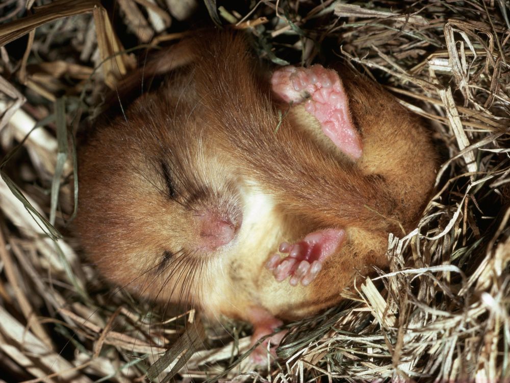 Hibernating dormouse