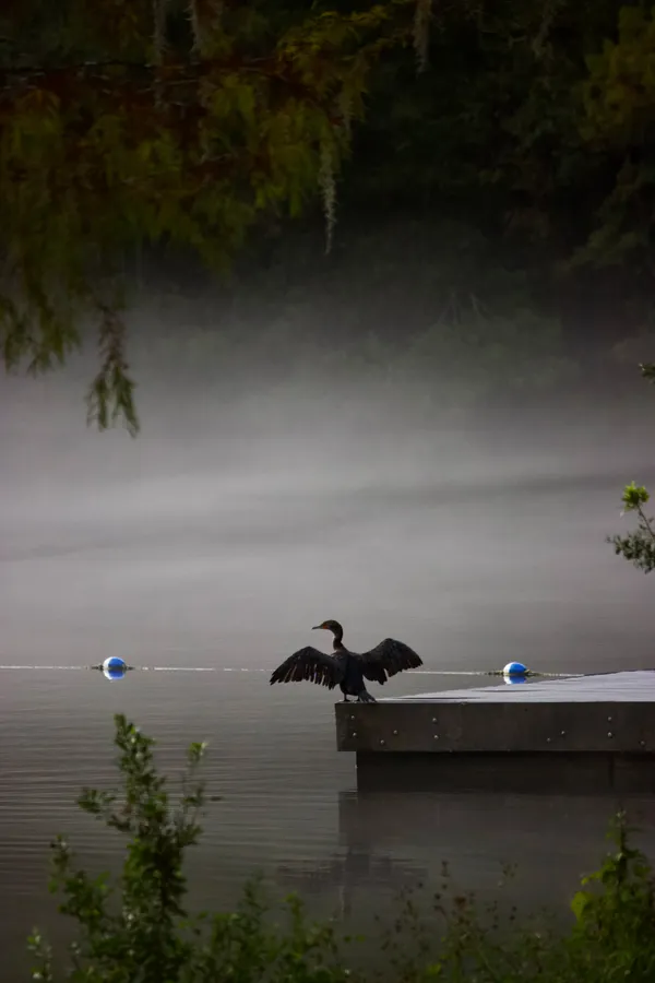 Wakulla Fog thumbnail