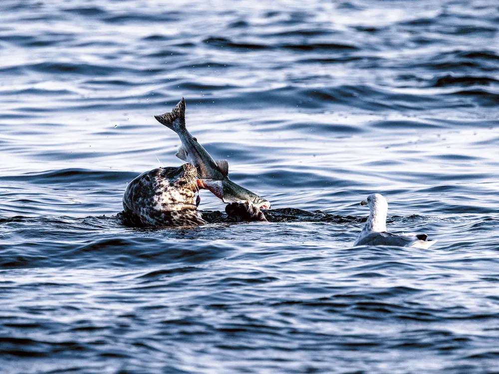 A seal catches a salmon