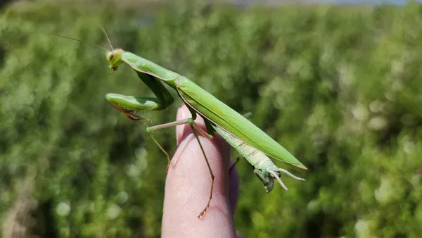 Praying Mantis, Caumsett State Park. thumbnail