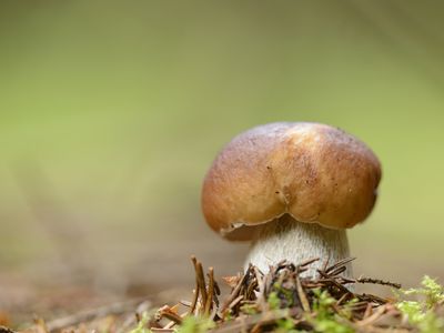 Close-up of a penny bun (Boletus edulis) in a forest.