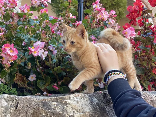 Greek cat enjoying the picturesque sites of Meteora thumbnail