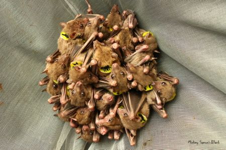 The Egyptian fruit bat is a highly social mammal that roosts (and argues) in crowded colonies.