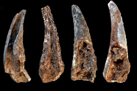 Cracked-open and burnt fragments of crab pincers, found in the cave of Figueira Brava.