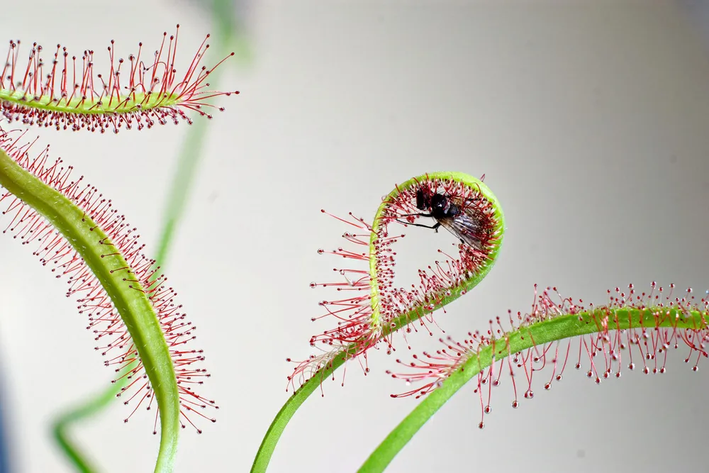 Cape Sundew