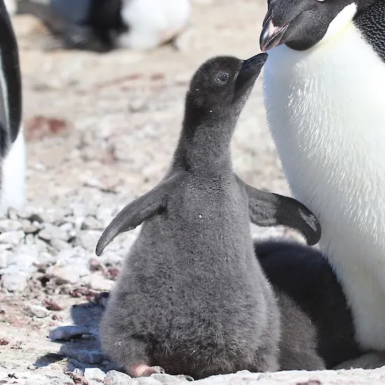 An Adélie penguin and chick