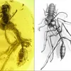 Amber Fossil Shows 'Hell Ant' Was Unlike Anything Alive Today icon