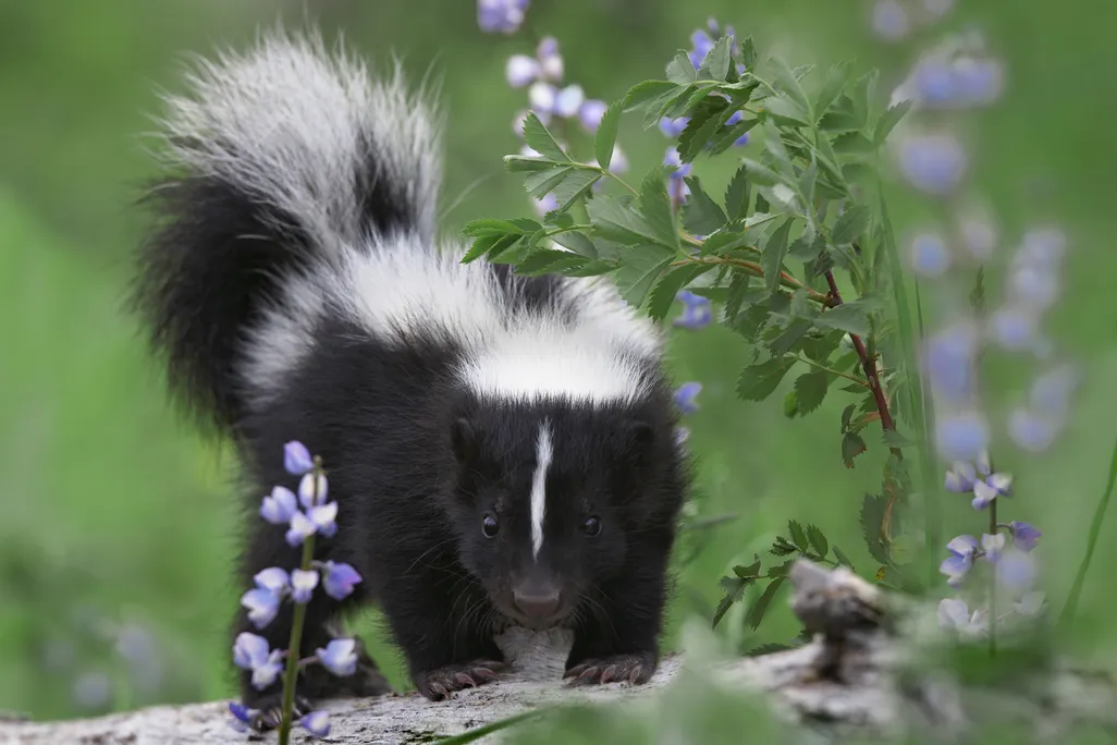 skunk