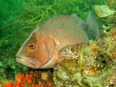 Fish like Epinephelides armatus, also known as breaksea cod,&nbsp;tend to be rated as uglier than fish like&nbsp;Holacanthus ciliaris, or queen angelfish.