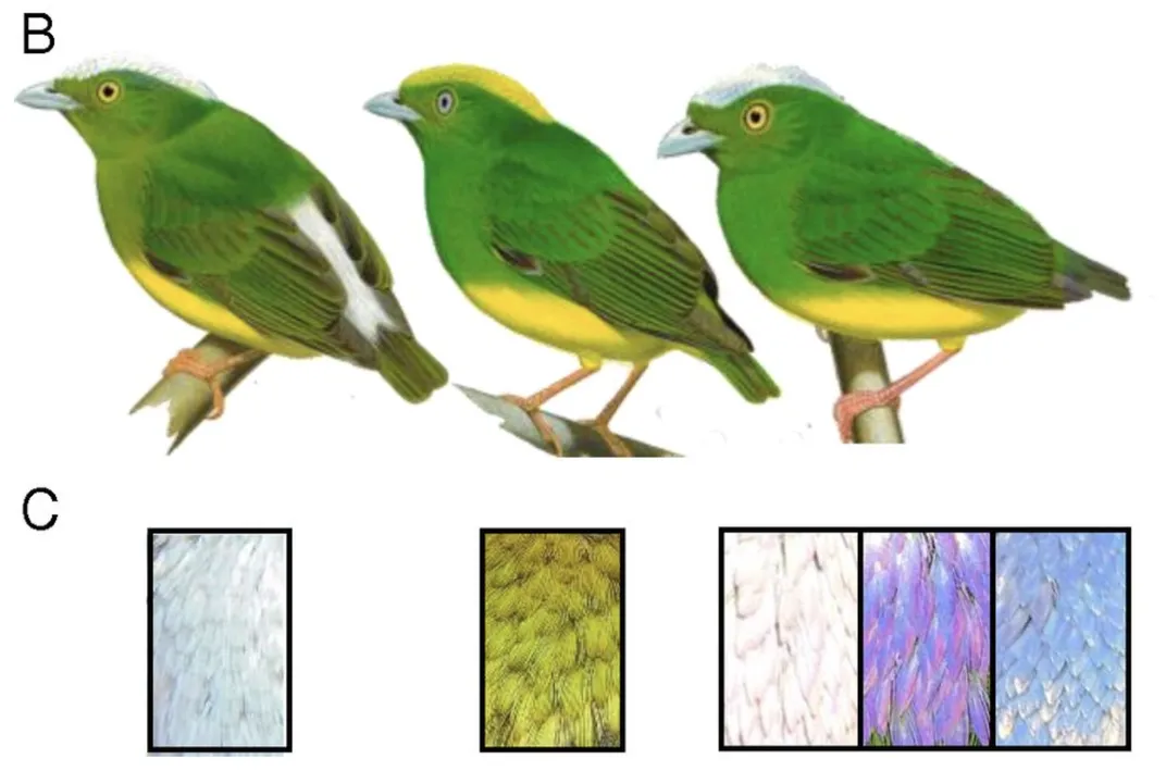 three illustrations of birds with different colored crowns and snapshots of their head feathers below them. White on the left, hybrid yellow in middle, and a bird that can have white, purple or blue feathers on the right