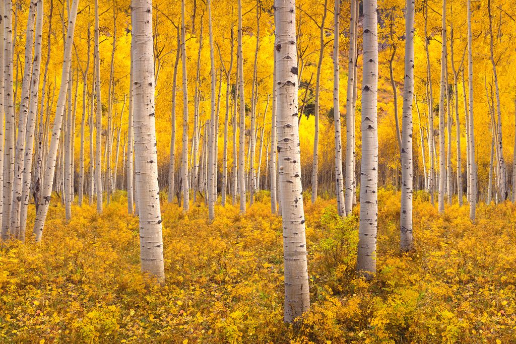 Aspen Trees