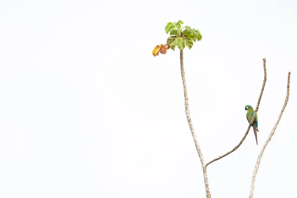 Emerald Perch thumbnail