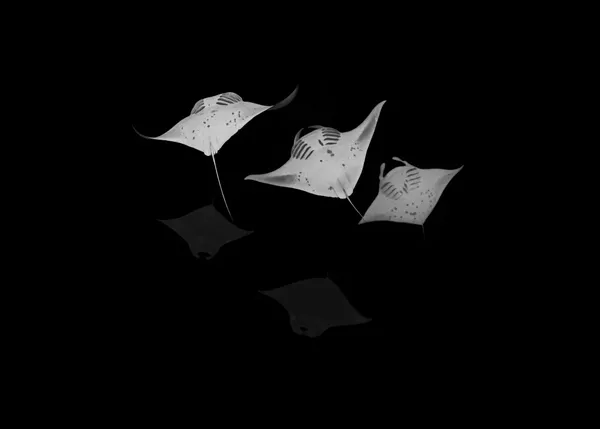 Echoes in the Dark thumbnail