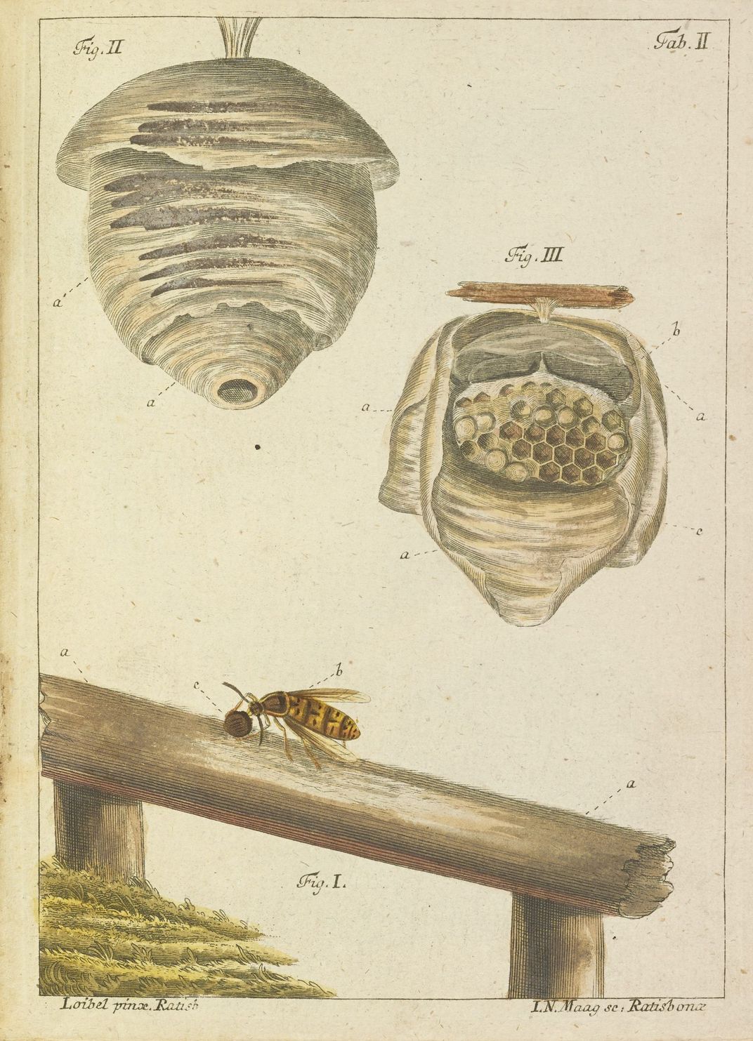 18th century book illustration of two wasps nests and a wasp on a piece of wood.