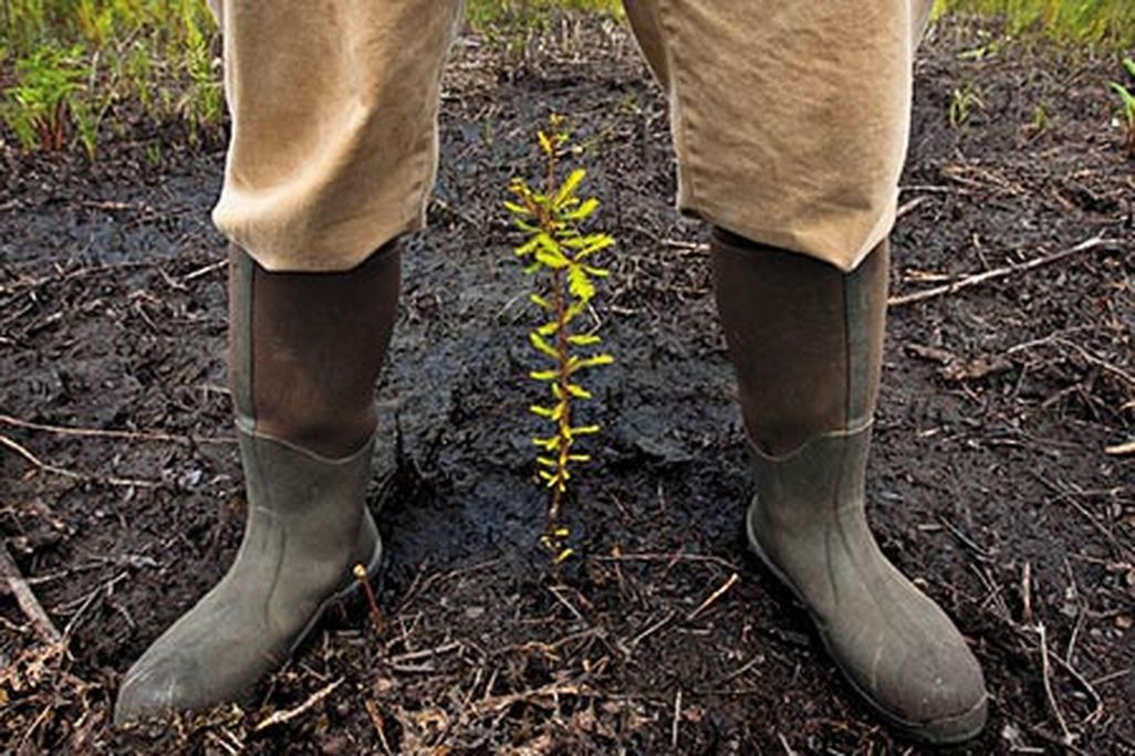 Salt tolerant trees