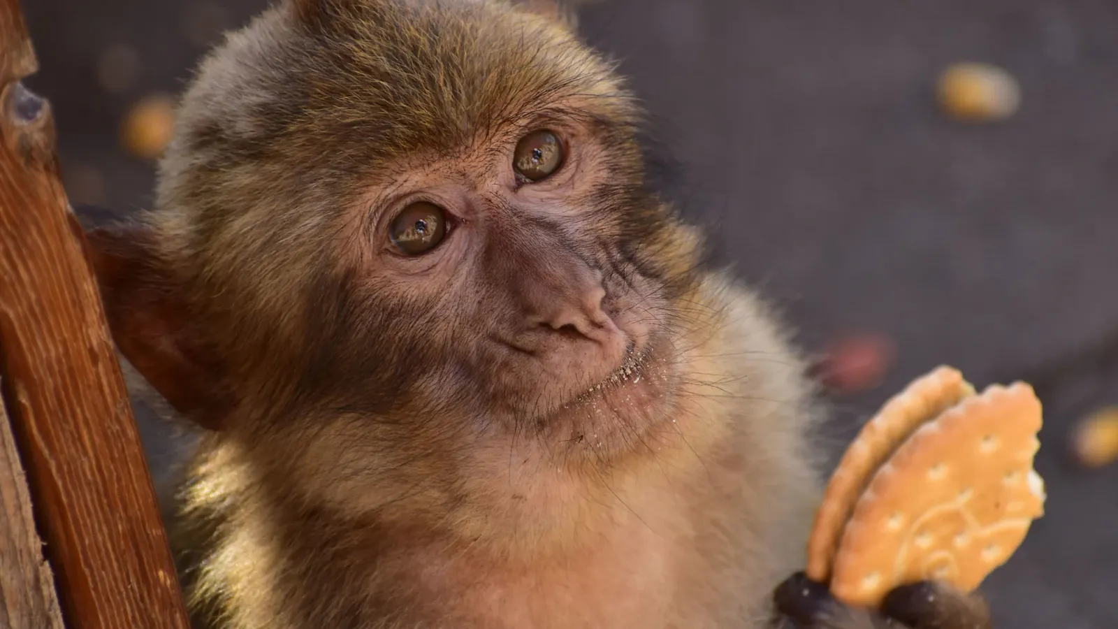 Gibraltar's Famous Monkeys Are Eating Dirt, Likely to Alleviate Stomach Aches From Munching on Tourists' Junk Food