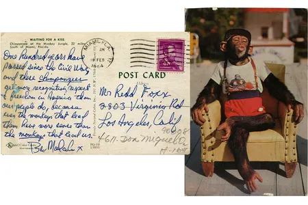 "These chimpanzees get more recognition, respect & freedom in American than our people do," wrote Malcolm X to a friend in 1964.