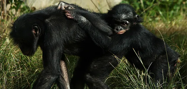 Baby chimpanzee and mother