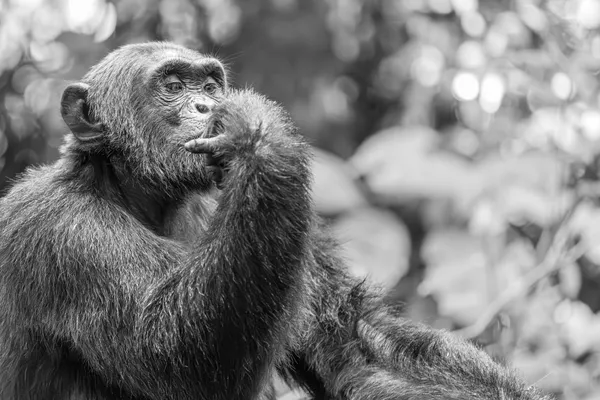 The Forest Thinker thumbnail