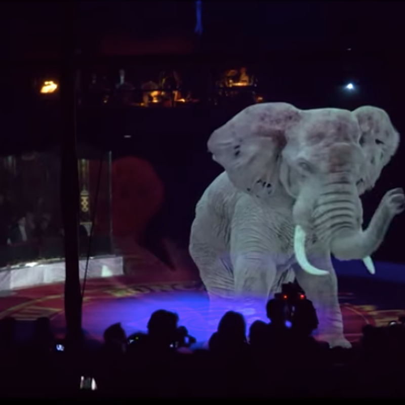 Worldwide Circus Bans - FOUR PAWS in US - Global Animal Protection