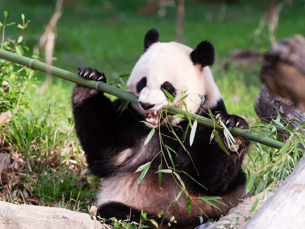 Mei Xiang enjoys bamboo