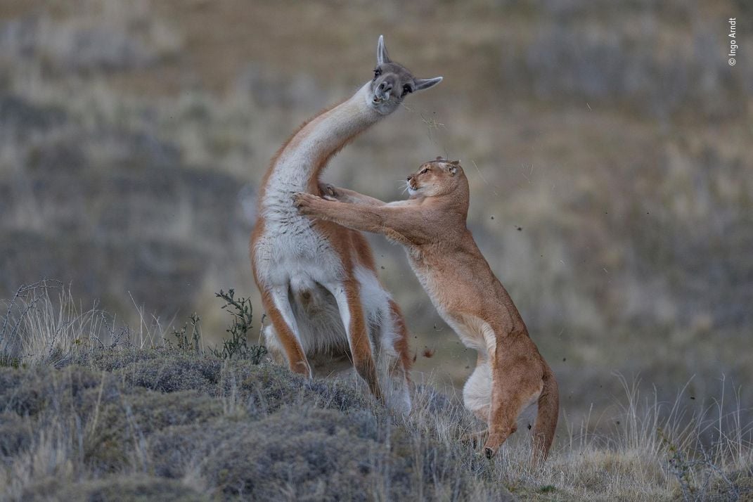 See a Fox Spook a Marmot and More Award-Winning Wildlife Photographs