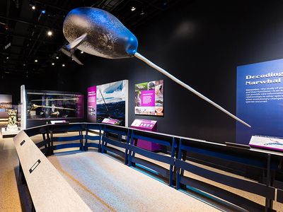 A new exhibition at the Smithsonian’s National Museum of Natural History will dive deep into the Arctic world of narwhals to explore what makes this mysterious animal and its changing ecosystem unique and important. “Narwhal: Revealing an Arctic Legend” will present Inuit perspectives on their relationship with narwhals and the latest scientific knowledge about these animals, while illuminating the interconnectedness among narwhals, people and their ecosystems (Smithsonian Institution).