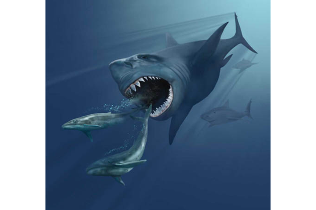 An illustration of a megalodon chasing two whales. The shark is several times larger than the measly looking whales, which are swimming away from the shark's open, toothy mouth. 