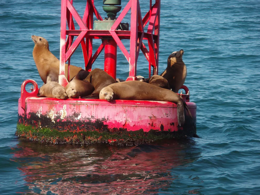 Sea lions on a red buoy